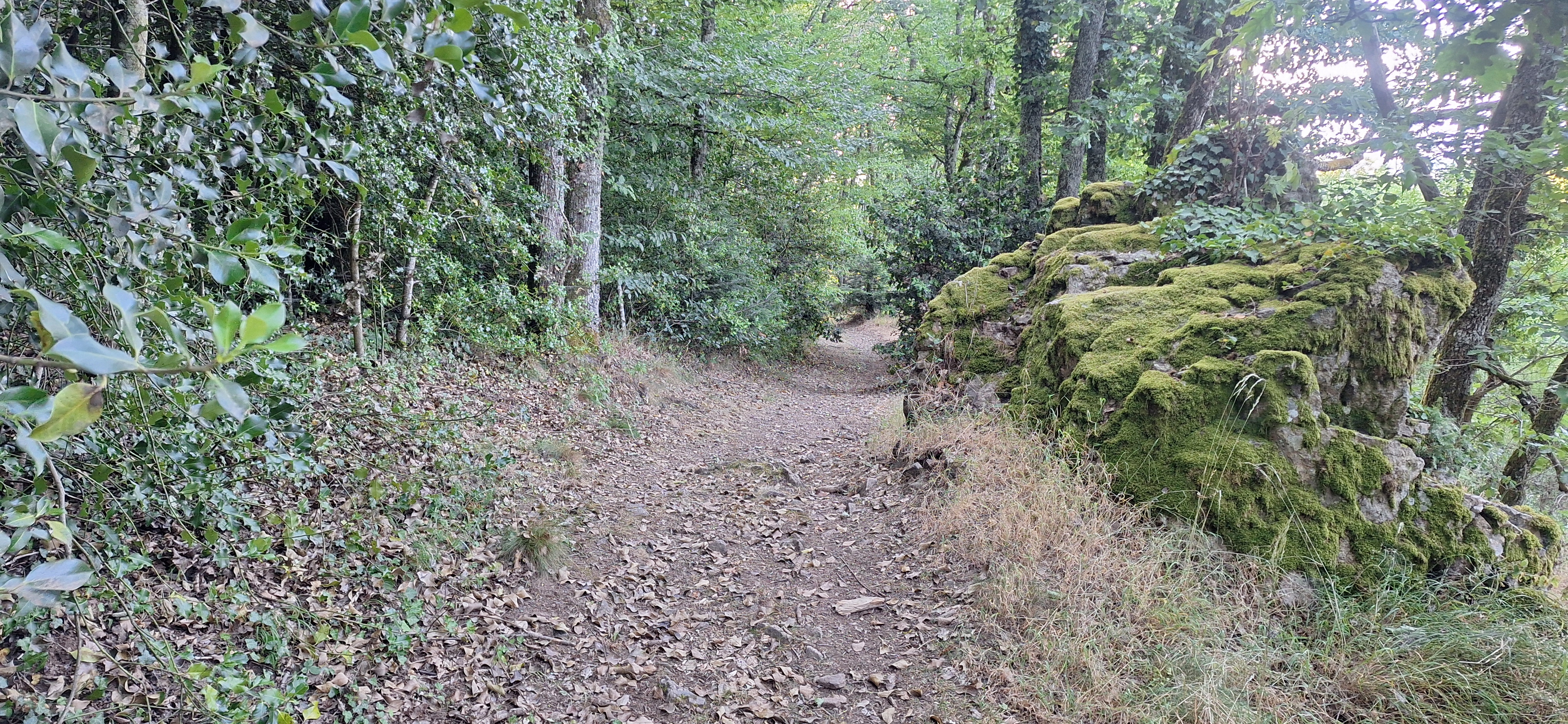 Sentier en sous-bois avec rochers moussus