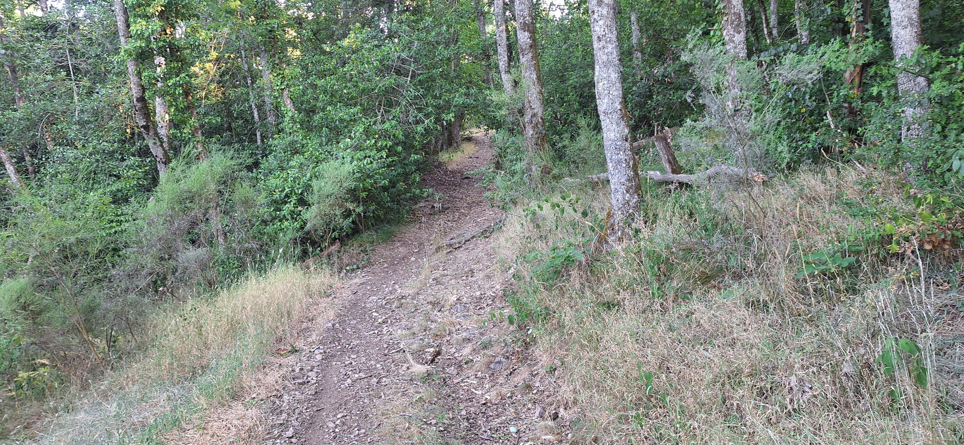 Sentier forestier technique